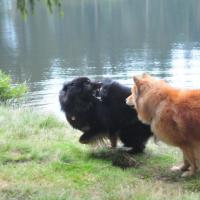 Es ist herrlich ihrem Spiel zuzuschauen und sie in der freien Natur ohne Leine erleben zu dürfen. 