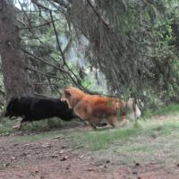 A high speed, it's difficult to photograph them. C'est une vitesse folle, c'est très difficile de faire de la photo. 