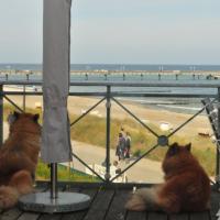 Wir sind da! Herrlich der Blick vom Balkon auf das Meer! 
We have arrived Heiligendamm. A beautiful view from the balcony to the Baltic Sea .Nous avons arrivé à Heiligendamm et nos chiens jouient de la vue sur la mer Baltique. 