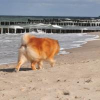 Oh, si magnifique, la plage, la mer, l'air, le vent....!