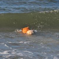 Er ist in seinem Element und schwimmt gegen die hohen Wellen an. He is in his element and is swimming against the high waves. Il est dans son élément et il nage contre le vagues hautes. 